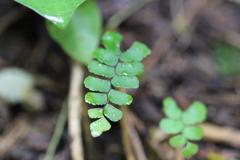Adiantum diaphanum