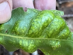 Taphrina caerulescens