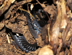 Stegonotus australis