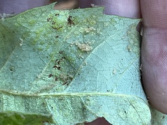 Taphrina caerulescens