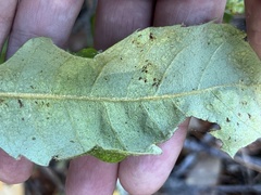 Taphrina caerulescens