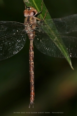 Gynacantha subinterrupta