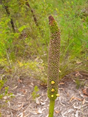 Xanthorrhoea fulva