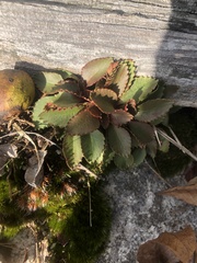 Micranthes virginiensis