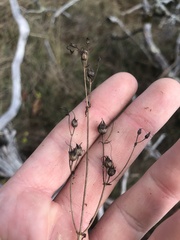 Penstemon laevigatus