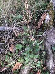 Penstemon laevigatus