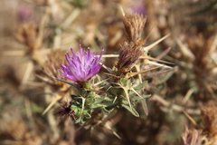 Centaurea calcitrapa