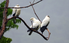 Ducula spilorrhoa