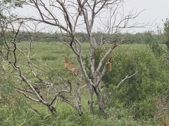 Boselaphus tragocamelus