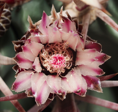 Ferocactus recurvus