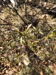 Hypericum densiflorum