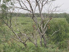Boselaphus tragocamelus