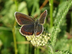 Plebejus argus