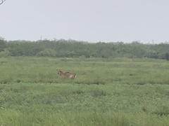 Boselaphus tragocamelus