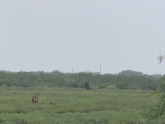 Boselaphus tragocamelus