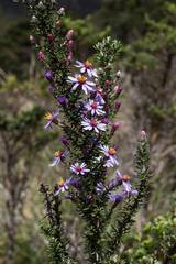 Diplostephium hartwegii