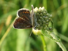 Plebejus argus
