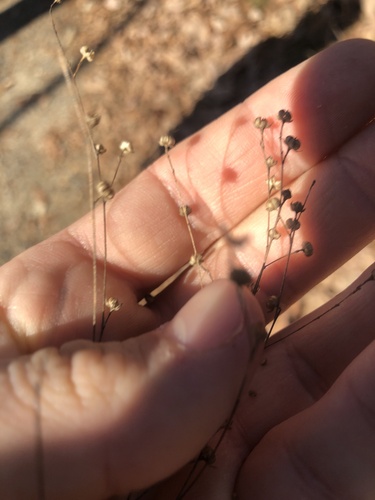 Virginia Flax (Linum virginianum)