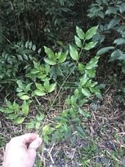 Euonymus lutchuensis