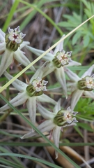 Asclepias eminens