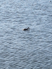 Podiceps nigricollis