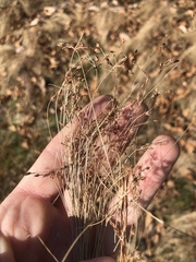 Bulbostylis capillaris