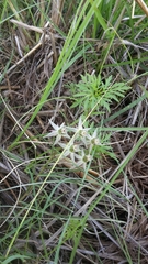Asclepias eminens