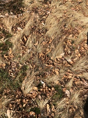 Bulbostylis capillaris