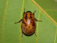 Cyclocephala