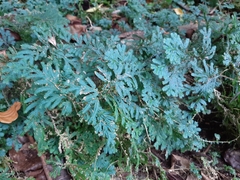 Selaginella uncinata