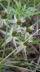Asclepias eminens