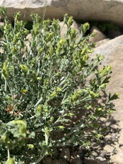 Ericameria discoidea