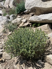 Ericameria discoidea