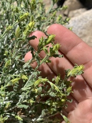 Ericameria discoidea