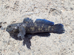 Mauligobius maderensis