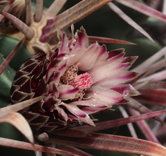 Ferocactus recurvus