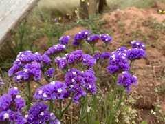 Limonium
