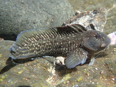 Parablennius parvicornis