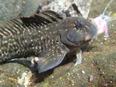 Parablennius parvicornis