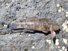 Mauligobius maderensis