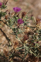 Centaurea calcitrapa