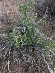 Justicia californica