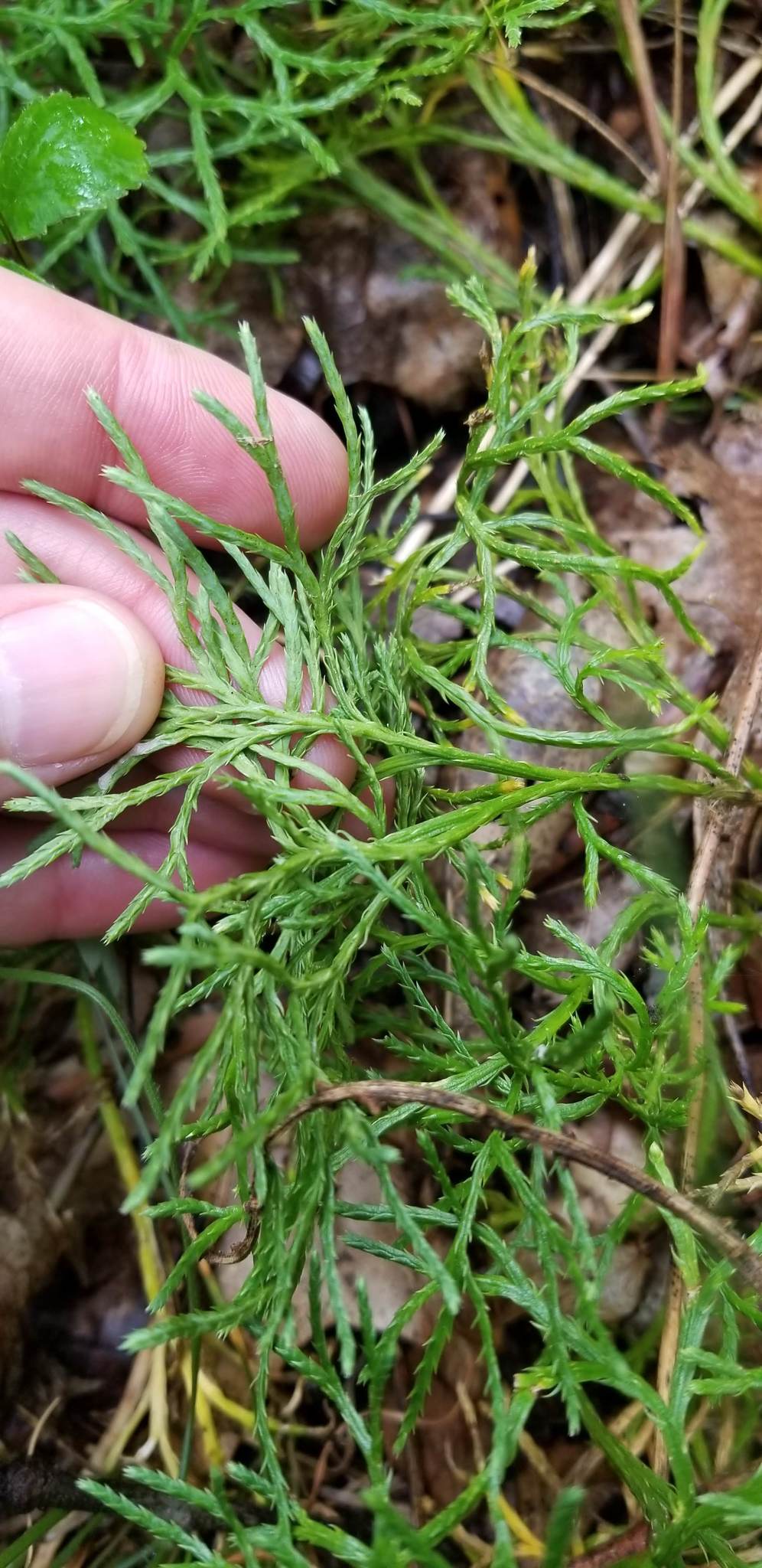 Diphasiastrum X habereri