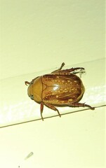 Anoplognathus concolor