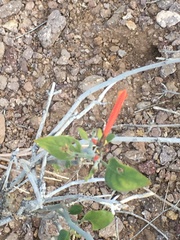 Justicia californica