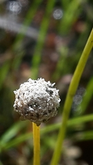 Eriocaulon