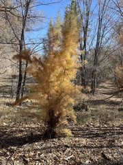 Dysphania graveolens