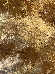 Dysphania graveolens