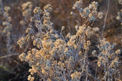 Pseudognaphalium beneolens