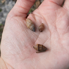 Bulimulus guadalupensis
